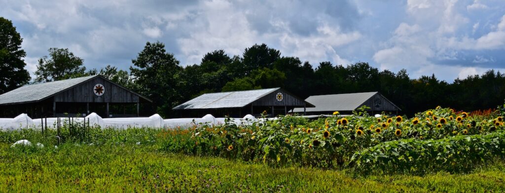 Three barns behind a field of sunflowers.