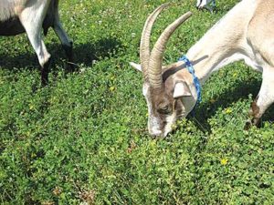 28-Goats-grazing-big-trefoil-400x300px