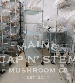 Metal racks with plastic bags of mushroom spores.