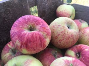 Duchess of Oldenburg apples in a wooden apple crate