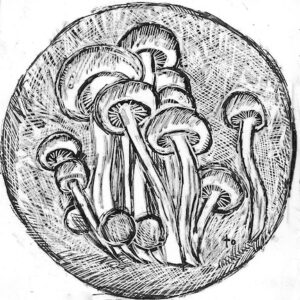 Chestnut mushroom illustration