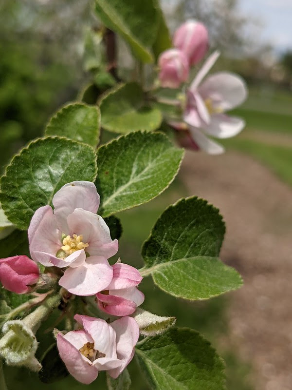 Pink apple blossoms at the Maine Heritage Orchard.